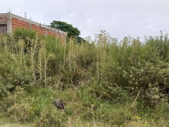 Terrenos baldíos bajo la lupa: intensifican controles que buscan prevenir riesgos