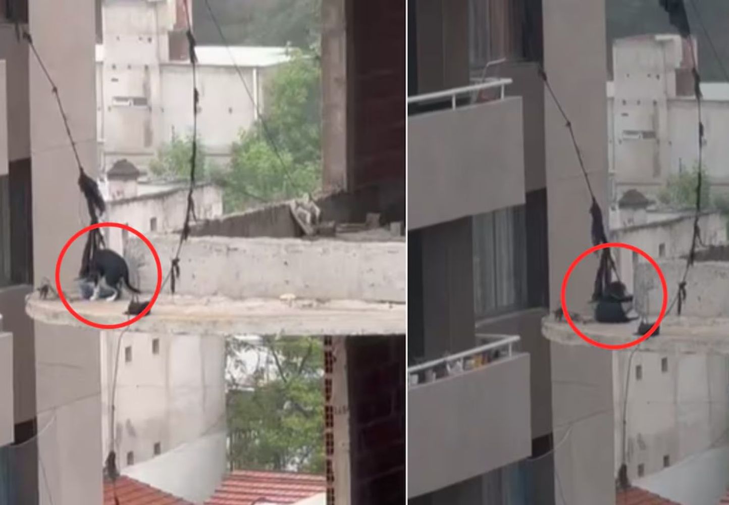 Un perro quedó al borde del abismo en un edificio abandonado.