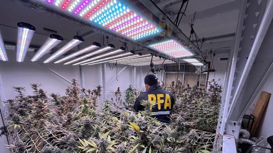 Desmantelaron un mega vivero de marihuana en Rosario: más de 200 plantas secuestradas