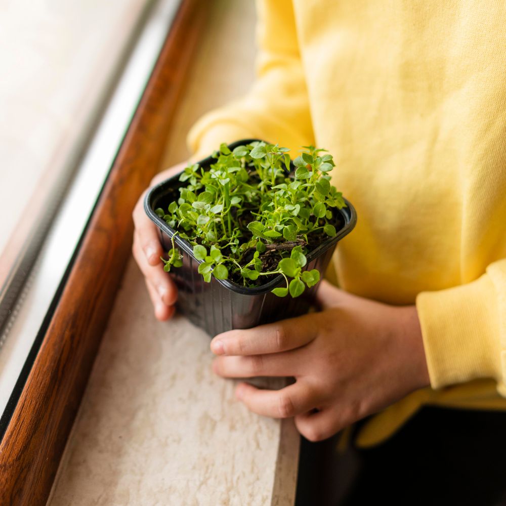 La rúcula es ideal para cultivar en espacios reducidos como balcones durante marzo