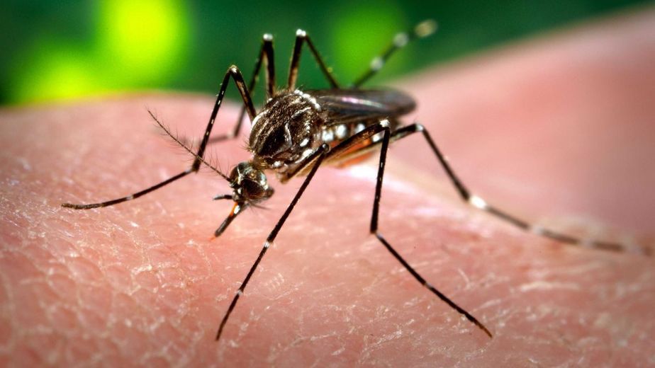 Detectaron el primer caso de chikungunya en la Capital catamarqueña