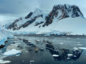 La misteriosa especie que descubrieron en la Antártida: "Totalmente inesperado"