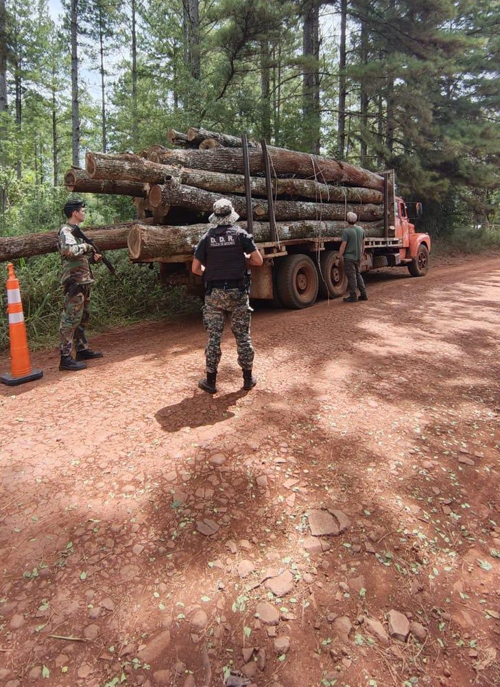 Incautan más de 22 metros cúbicos de madera nativa en operativos en Andresito y Eldorado.
