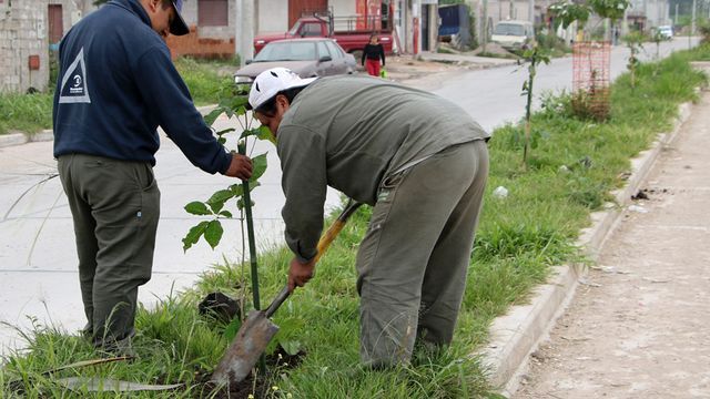 Una iniciativa de estudiantes secundarios referida a promover el arbolado urbano ha captado la atención de concejales capitalinos, que tratarán de convertirla en ordenanza.