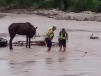 San Andrés: lograron poner a salvo a un jinete y a su caballo