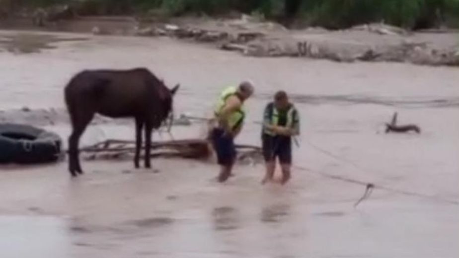 San Andrés: lograron poner a salvo a un jinete y a su caballo