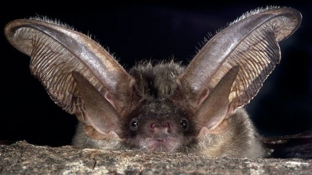 Murciélagos bajo la lupa: por qué se activó una alarma  