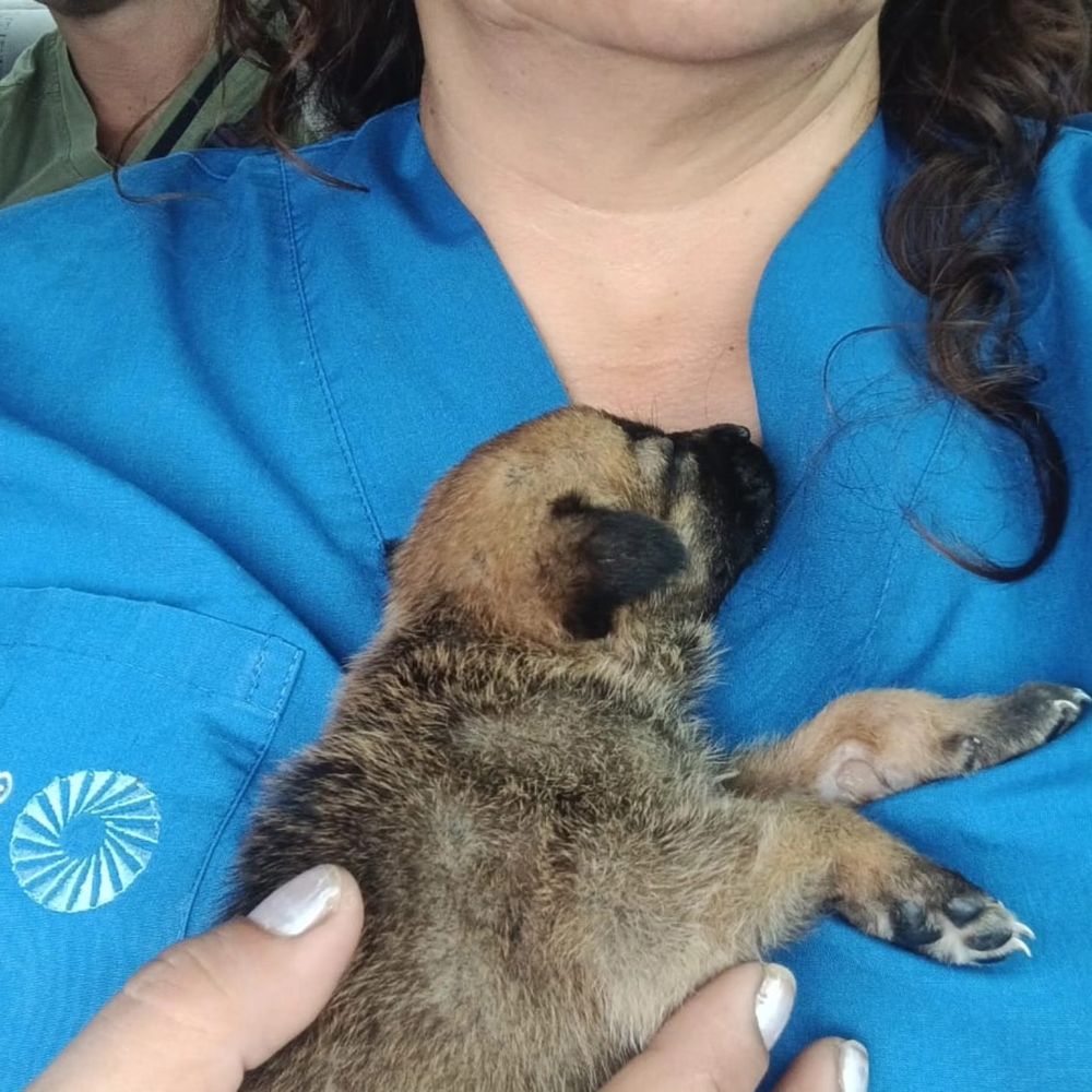 Veterinarios, alimento y atención gratuita para las mascotas de La Madrid.