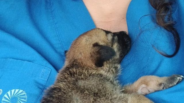 Patitas Tucumán: una web para buscar mascotas perdidas.