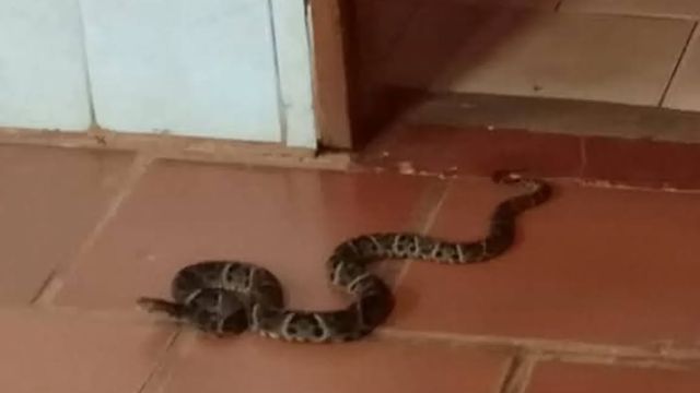 Iguazú: rescataron una yarará en un asilo de ancianos.