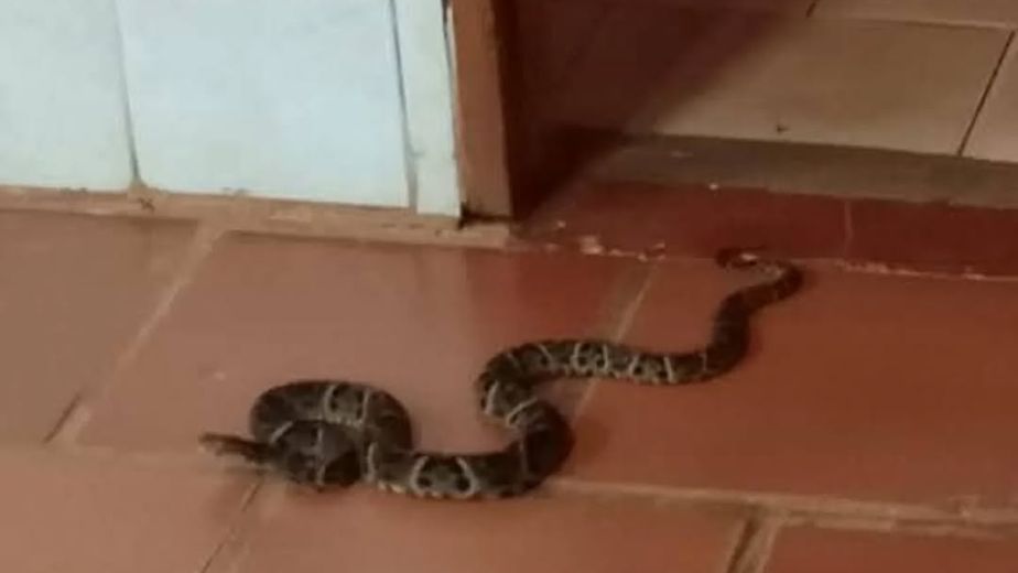 Iguazú: rescataron una yarará en un asilo de ancianos.