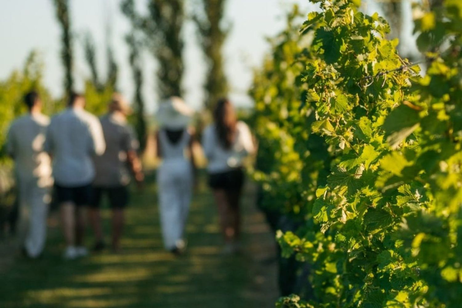 Camino del vino en Gualeguaychú.