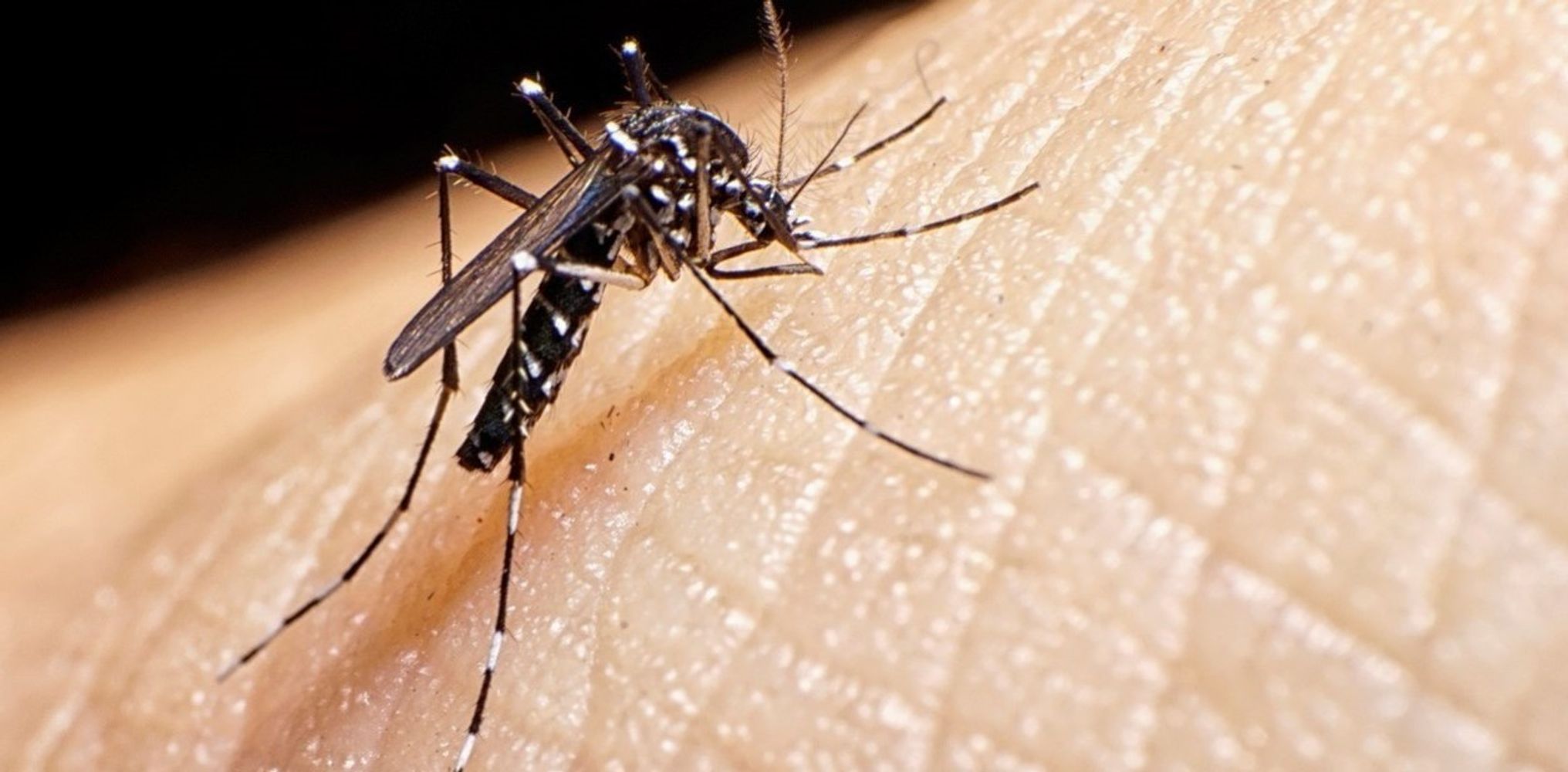 El mosquito Aedes aegypti, principal vector del dengue, chikungunya y zika.