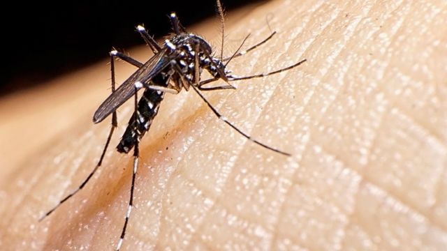 El mosquito Aedes aegypti, principal vector del dengue, chikungunya y zika.