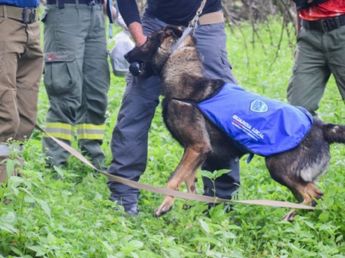 Por qué fue determinante el trabajo de Shamal, el perro de búsqueda, para encontrar a Esmeralda