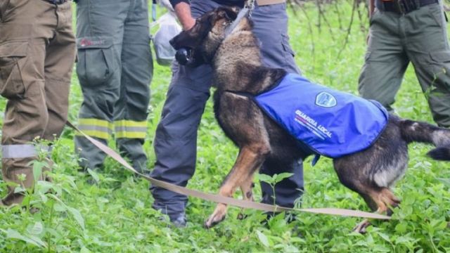 Shamal, el perro de búsqueda del Caso Esmeralda