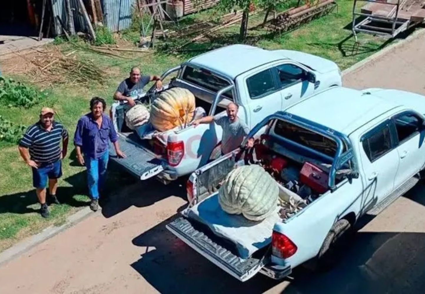 Un cordobés cosechó un zapallo de 135 kilos.