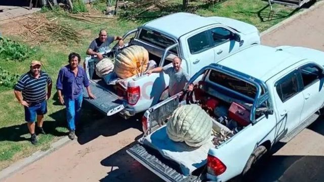 Un cordobés cosechó un zapallo de 135 kilos.