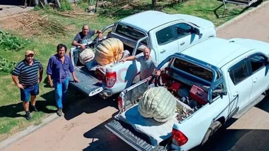 Un cordobés cosechó un zapallo de 135 kilos.