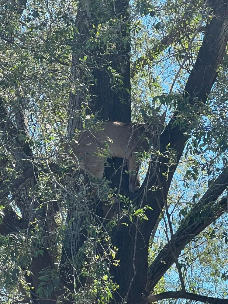 Puma en Córdoba.