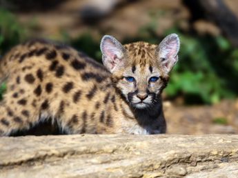 Susto en un patio de Córdoba: un puma apareció trepado a un árbol y montaron un operativo