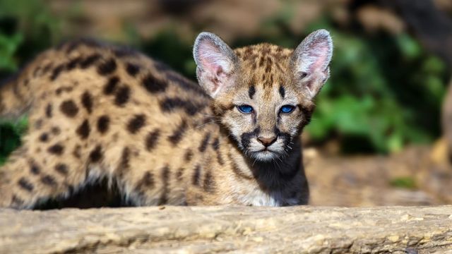 Rescataron un cachorro de puma en la provincia de Córdoba.