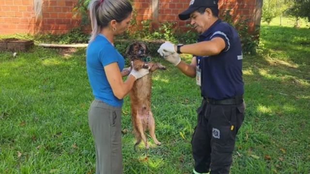 Rescatan a un perro en estado crítico en Puerto Esperanza y buscan a los responsables por maltrato.