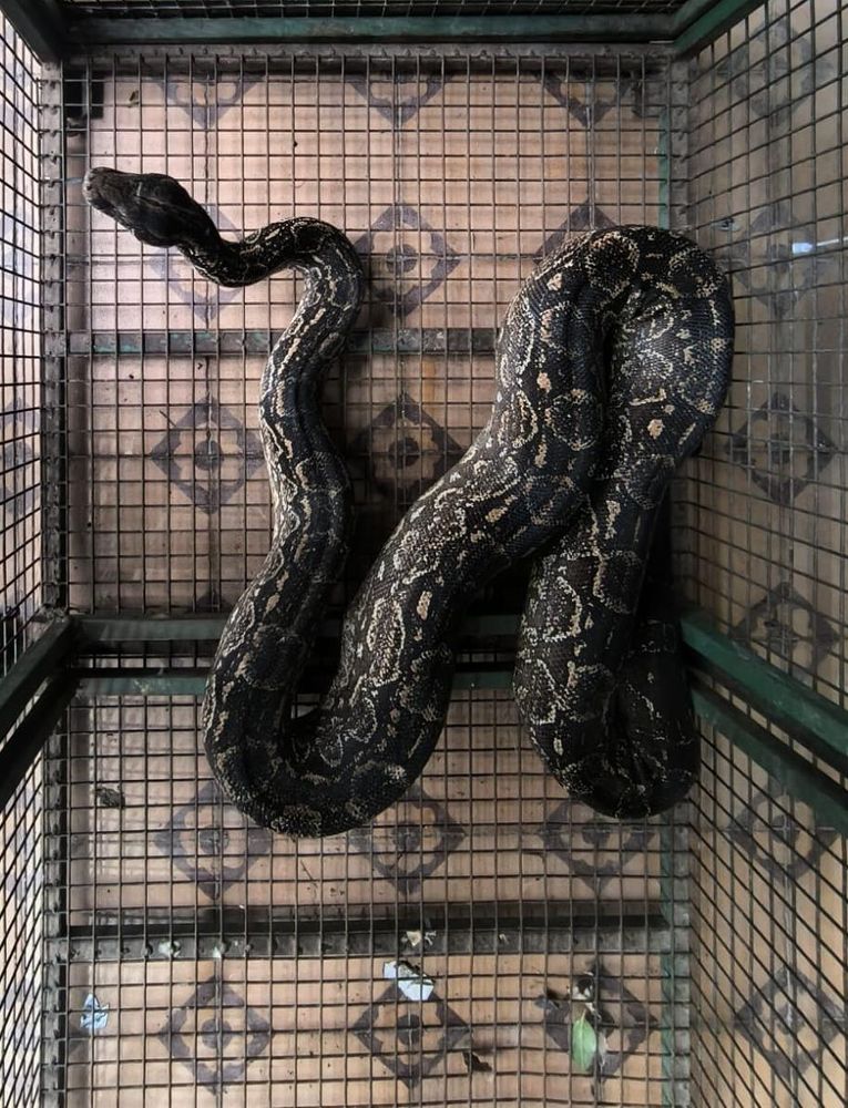 El animal de aproximadamente dos metros de largo.