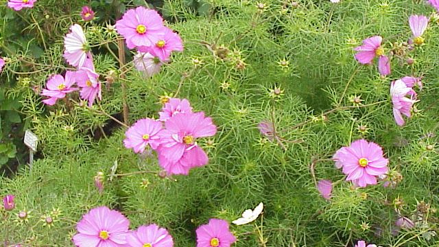 Villa Giardino celebra la Fiesta del Cosmos y la Jardinería con actividades gratuitas