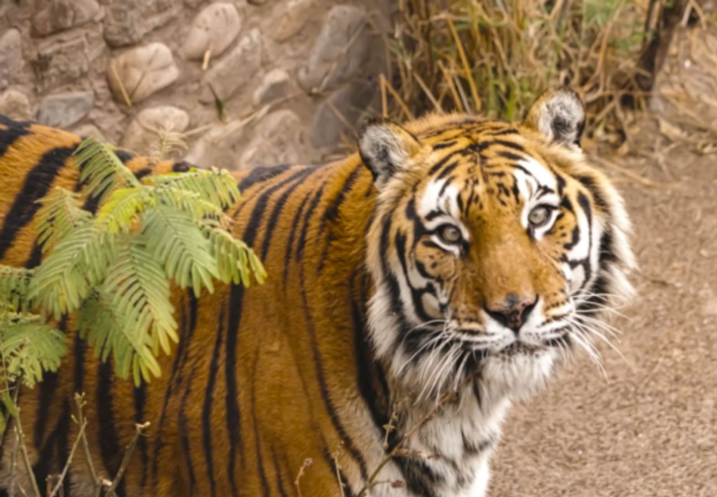 La historia de Diego, el tigre de bengala que murió en Córdoba.