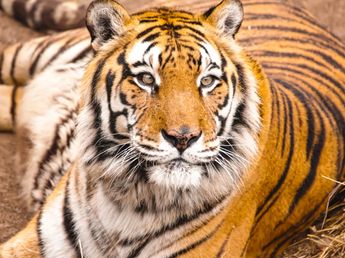 Murió Diego: la historia del tigre que pasó de un carro de circo a una vida digna en Córdoba
