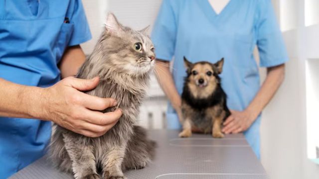 Denuncian a falsos veterinarios en Villa María.