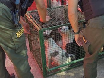 Rescate masivo en Córdoba: desbaratan un criadero clandestino con más de 30 perros de raza