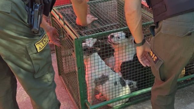 Desbarataron un criadero ilegal en Córdoba.