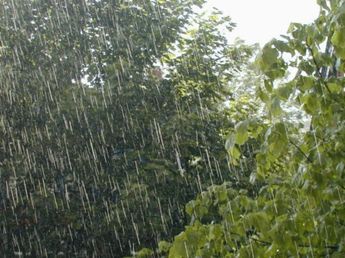 Caos en Córdoba tras el temporal: árboles caídos y el drama de vecinos para salvar sus casas