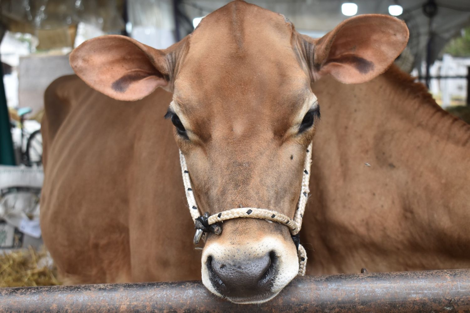 Nogoyá se prepara para la Expo Provincial de la Leche 2026: tres días con producción, negocios y espectáculos.