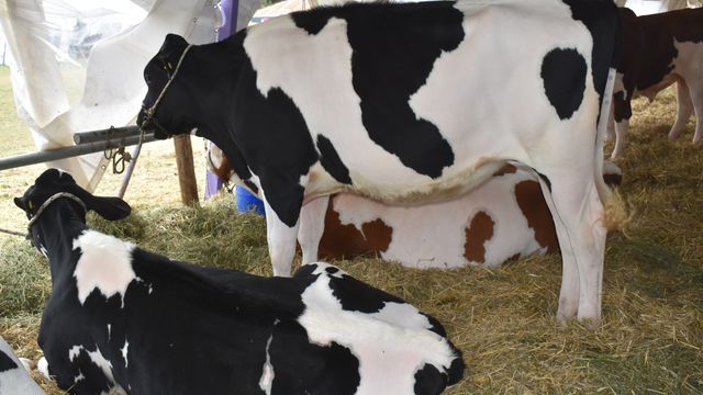 Nogoyá se prepara para la Expo Provincial de la Leche 2026: tres días con producción, negocios y espectáculos.