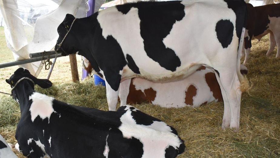 Nogoyá se prepara para la Expo Provincial de la Leche 2026: tres días con producción, negocios y espectáculos.
