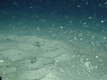 Hallazgo histórico en la Antártida: buscaban un barco y encontraron una “ciudad” de nidos bajo un iceberg