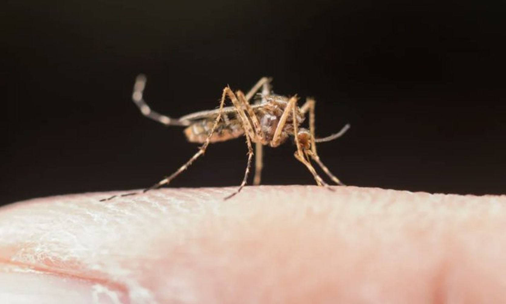Cómo prevenir esta enfermedad transmitida por el mosquito.
