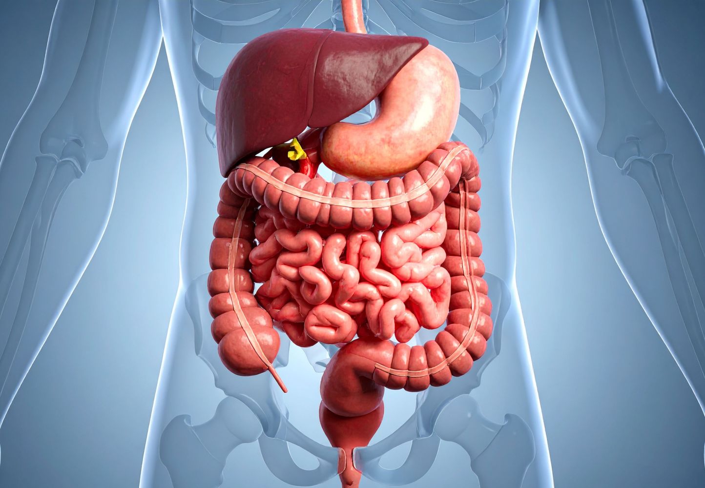 Cómo mejorar la salud intestinal gracias a un alimento.