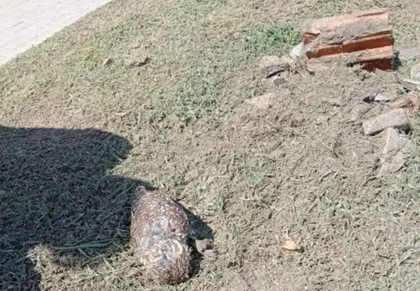 Maltrato contra la fauna silvestre en Córdoba.