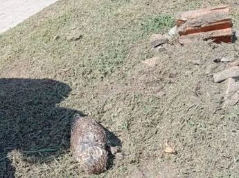 Un hombre enterró viva a una familia de lechuzas y hay indignación en un barrio de Córdoba
