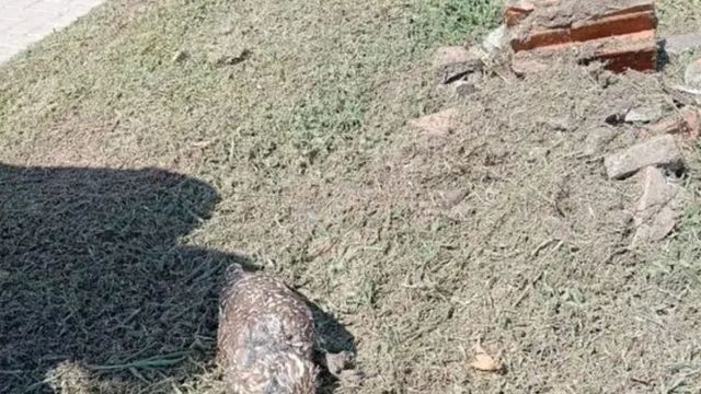 Maltrato contra la fauna silvestre en Córdoba.