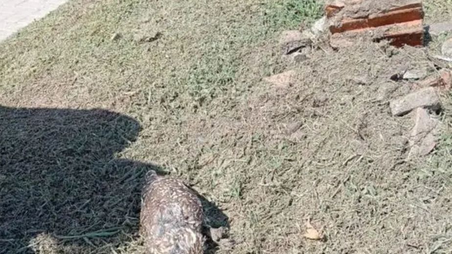 Un hombre enterró viva a una familia de lechuzas y hay indignación en un barrio de Córdoba