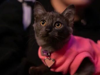 Vuelve Juntada para Michis, la feria que reúne a amantes de los gatos en Córdoba