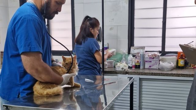 Veterinarios y pasantes trabajan con animales afectados por el temporal.