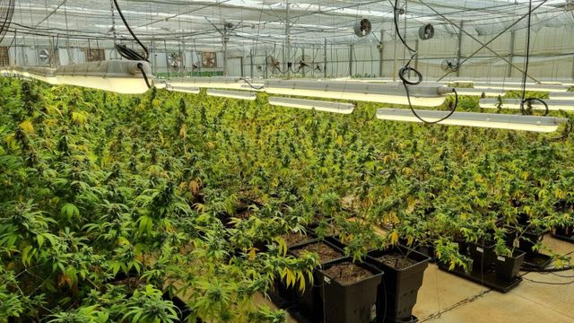 Por la crisis económica, Misiones formalizó el cierre de una empresa estatal que investigaba sobre el cannabis medicinal.