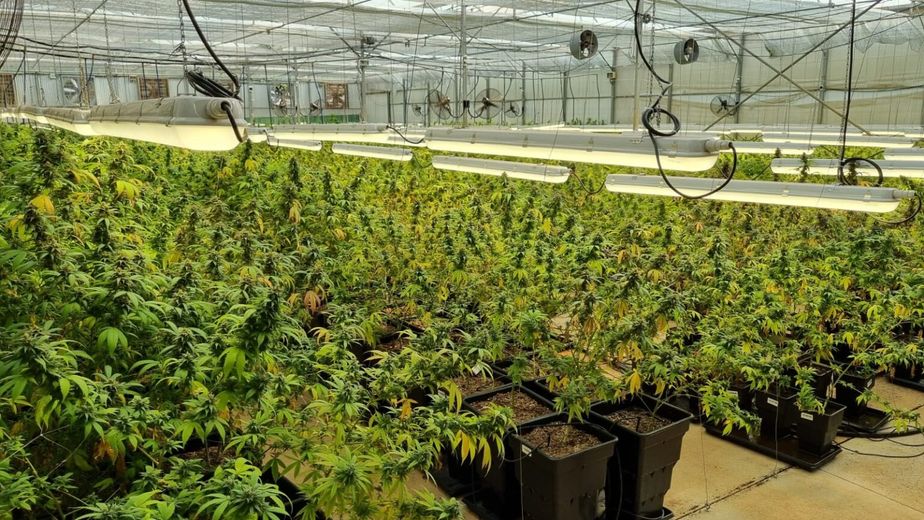Por la crisis económica, Misiones formalizó el cierre de una empresa estatal que investigaba sobre el cannabis medicinal.