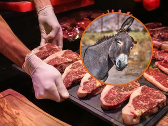 Carnicería vende carne de burro en Argentina: cuánto cuesta el kilo